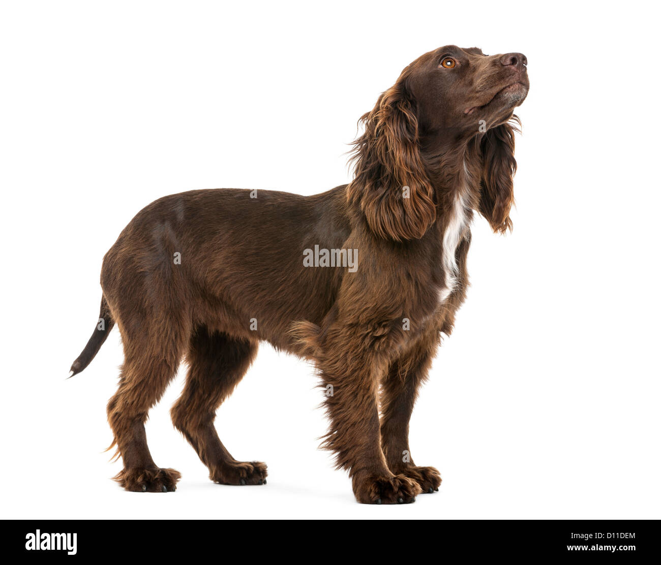Working Cocker Spaniel, 2 Jahre alt, suchen auf weißem Hintergrund Stockfoto