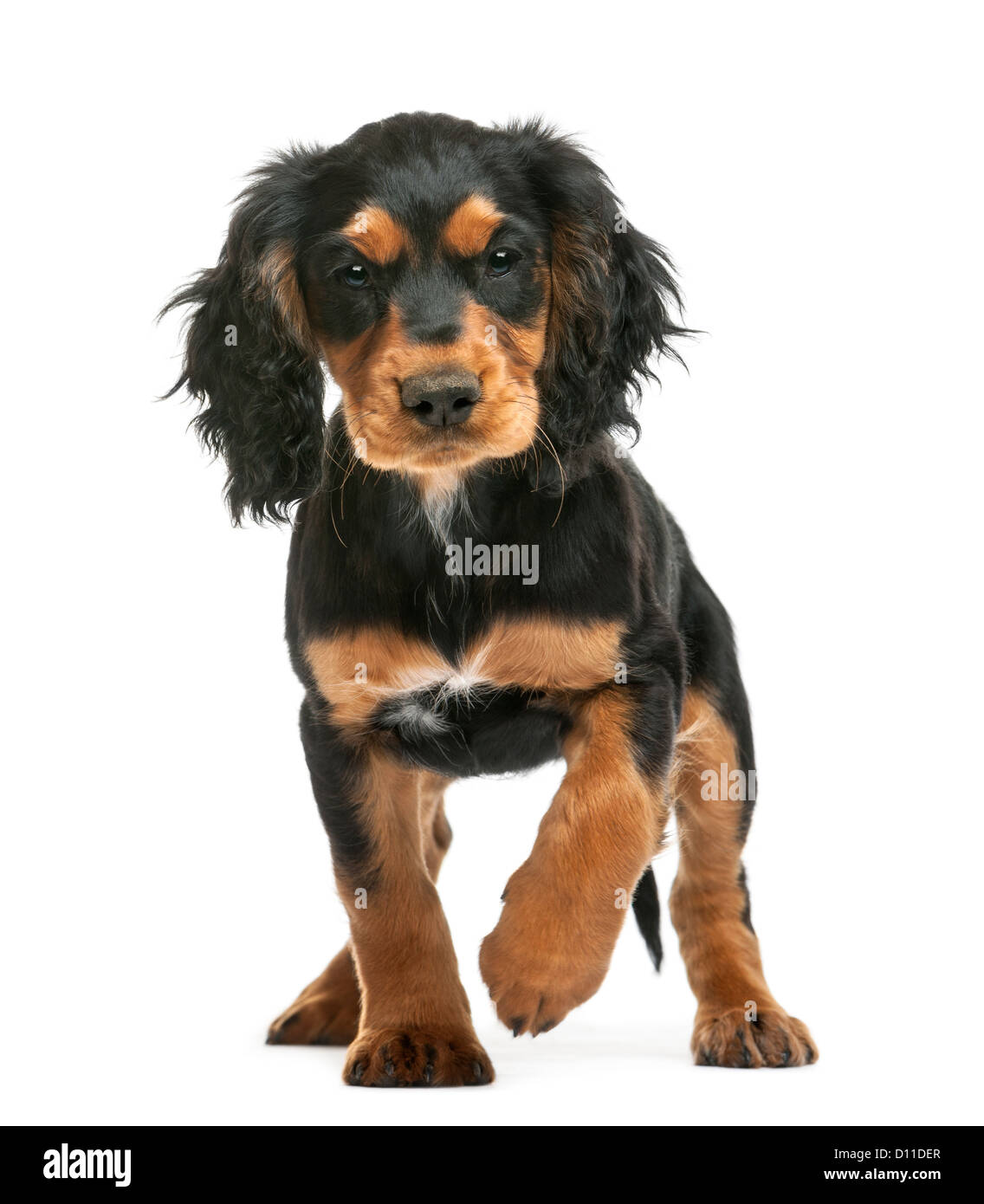 Working Cocker Spaniel, 10 Wochen alt, schaut in die Kamera vor weißem Hintergrund Stockfoto