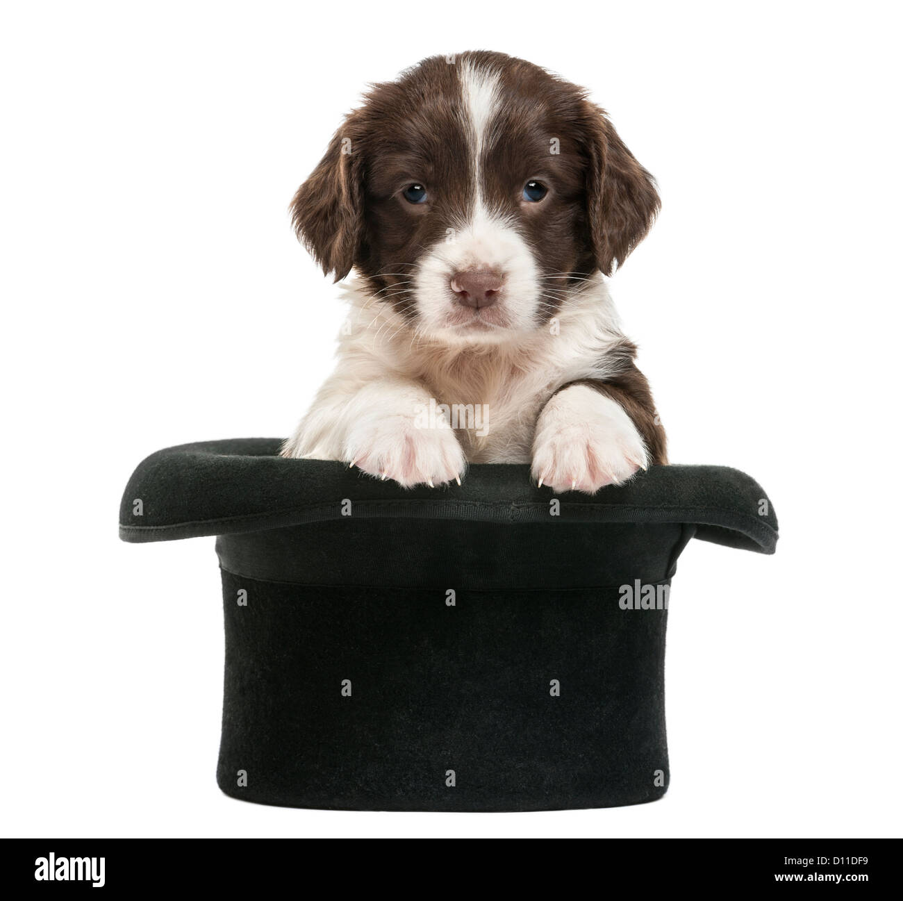 English Springer Spaniel, 5 Wochen alt, sitzen in einen Zylinderhut auf weißen Hintergrund Stockfoto
