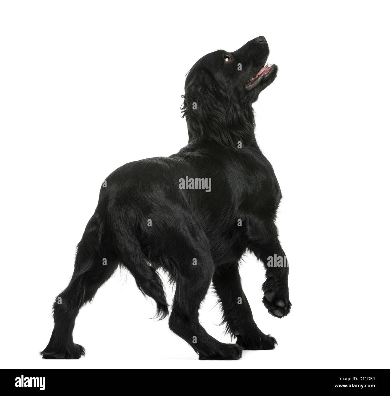 Rückansicht der eine arbeitet Cocker Spaniel suchen auf weißem Hintergrund Stockfoto