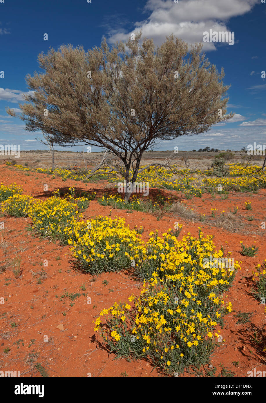 Landschaft im Outback Australien mit gelben Wildblumen, Senecio-Arten und einsame Mulga / Akazie Baum auf weiten Ebenen Stockfoto