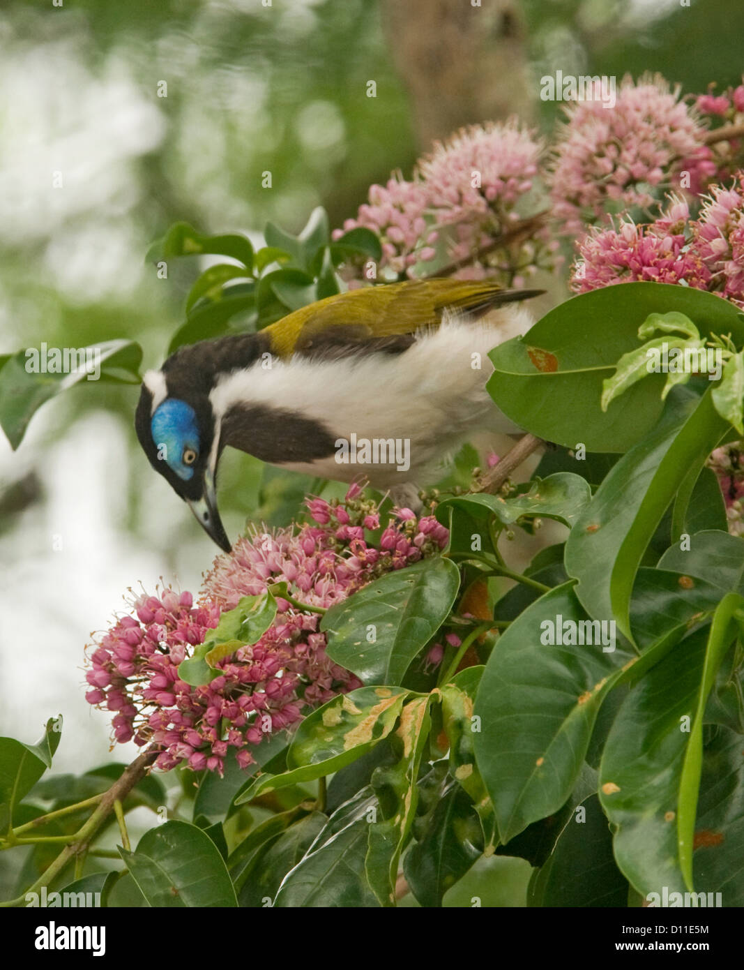 Blaue konfrontiert Honigfresser, rosa Entomyzon Cyanotis Fütterung auf Blumen von Korkholz Baum Melicope Elleryana Sy Euodia im australischen Garten Stockfoto