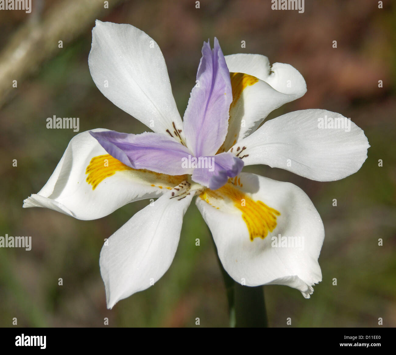 Blume des Dietes Iridiodes - wild iris Stockfoto