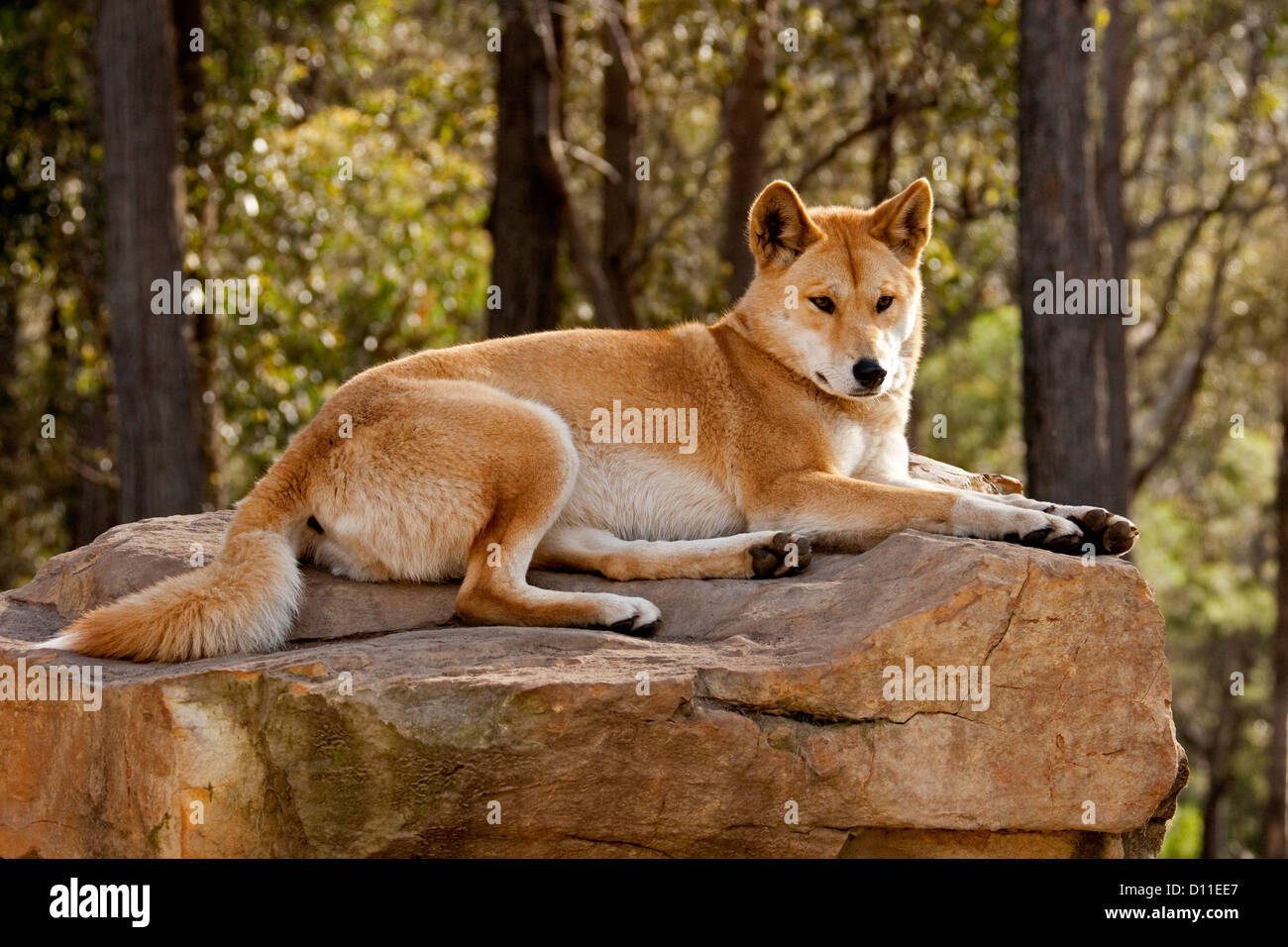 Australischen Dingo - native Hund Canis Lupus / Familiaris-auf Felsen in einem Wald im Wildlife Sanctuary in der Nähe von Merimbula, New South Wales Australien Stockfoto