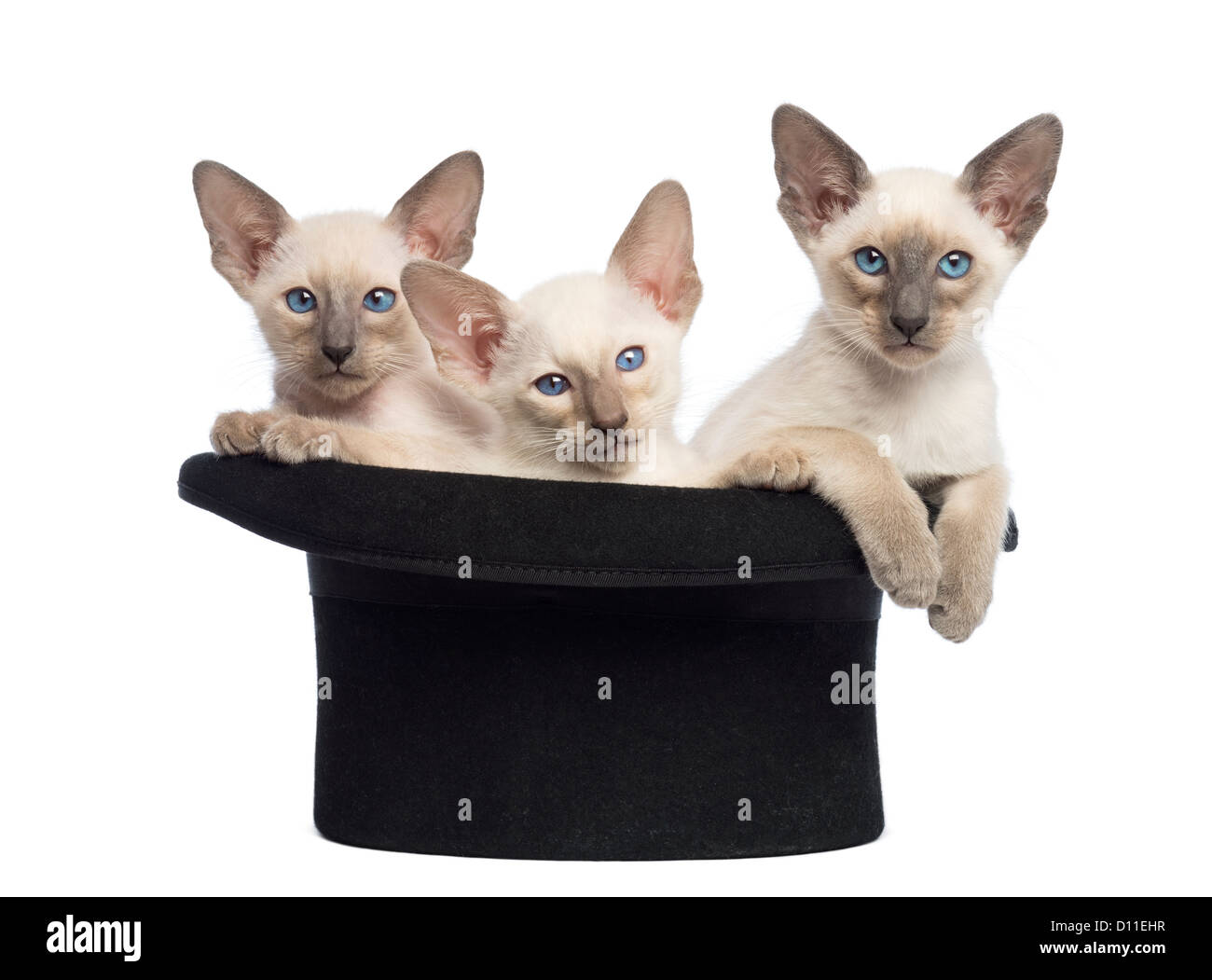 Drei Orientalisch Kurzhaar Kätzchen, 9 Wochen alt, sitzen in einen Zylinderhut auf weißen Hintergrund Stockfoto