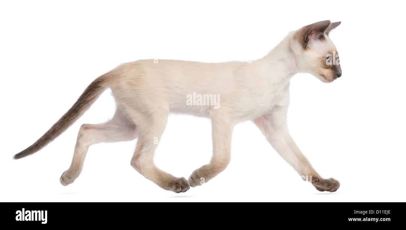 Orientalisch Kurzhaar Kätzchen, 9 Wochen alt, laufen vor weißem Hintergrund Stockfoto