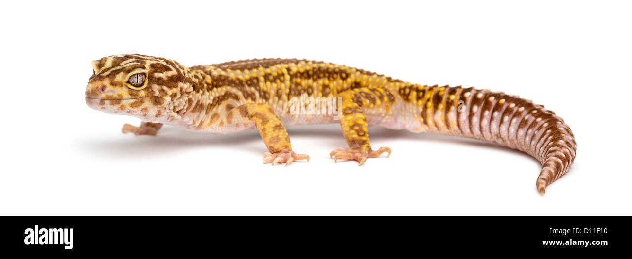Albino Striped Leopardgecko, Eublepharis Macularius, vor weißem Hintergrund Stockfoto