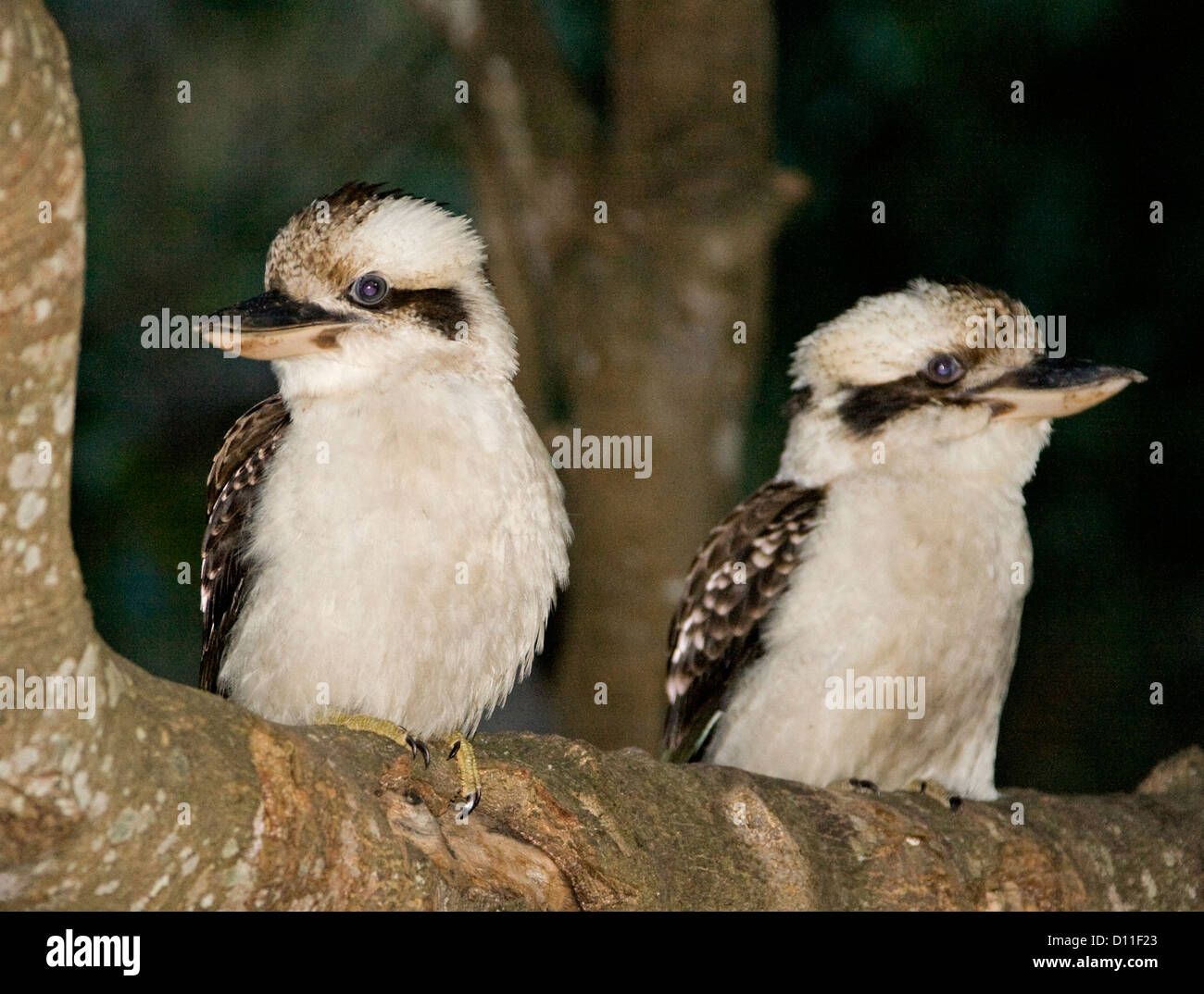 Zwei australischen Kookaburras sitzen nebeneinander auf Ast Stockfoto