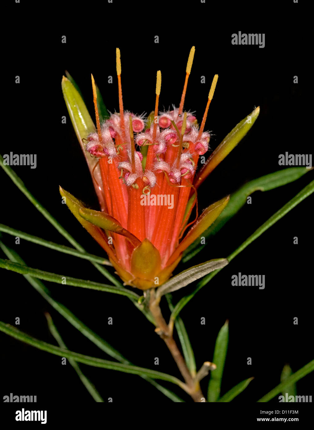 Spektakuläre rote Blume & Leavesof Lambertia Formosa - Mountain Devil - native Strauch / Wildblumen auf schwarzem Hintergrund Stockfoto