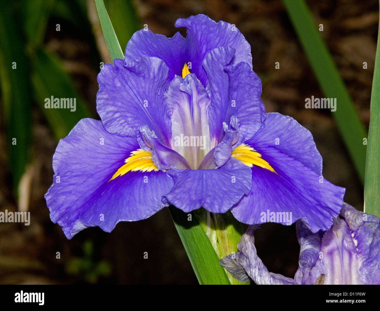 Louisiana-Iris - hell lila und gelbe Blume mit Laub Stockfoto