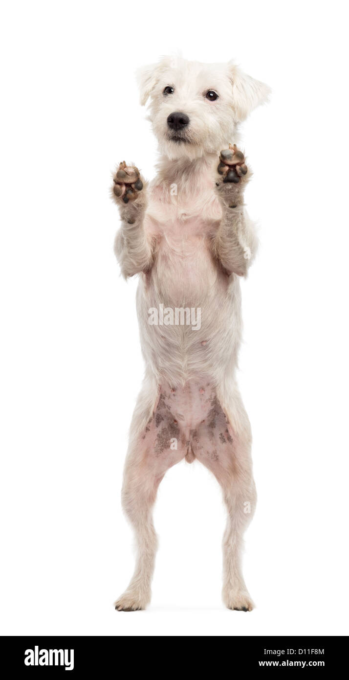 Parson Russell Terrier auf Hinterbeinen vor weißem Hintergrund Stockfoto