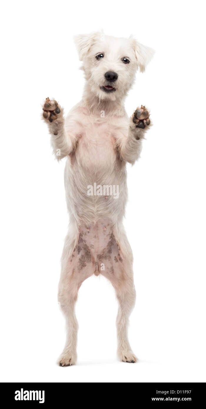 Parson Russell Terrier auf Hinterbeinen vor weißem Hintergrund Stockfoto