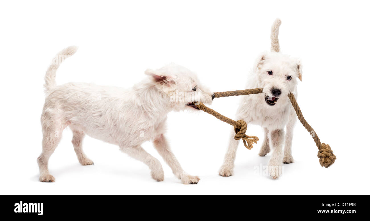 Parson Russell Terriers spielen mit einem Seil vor weißem Hintergrund Stockfoto