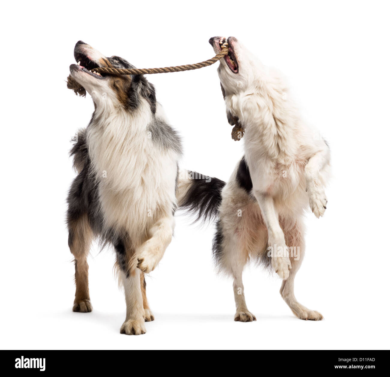Border Collie und Australian Shepherd spielen mit einem Seil vor weißem Hintergrund Stockfoto