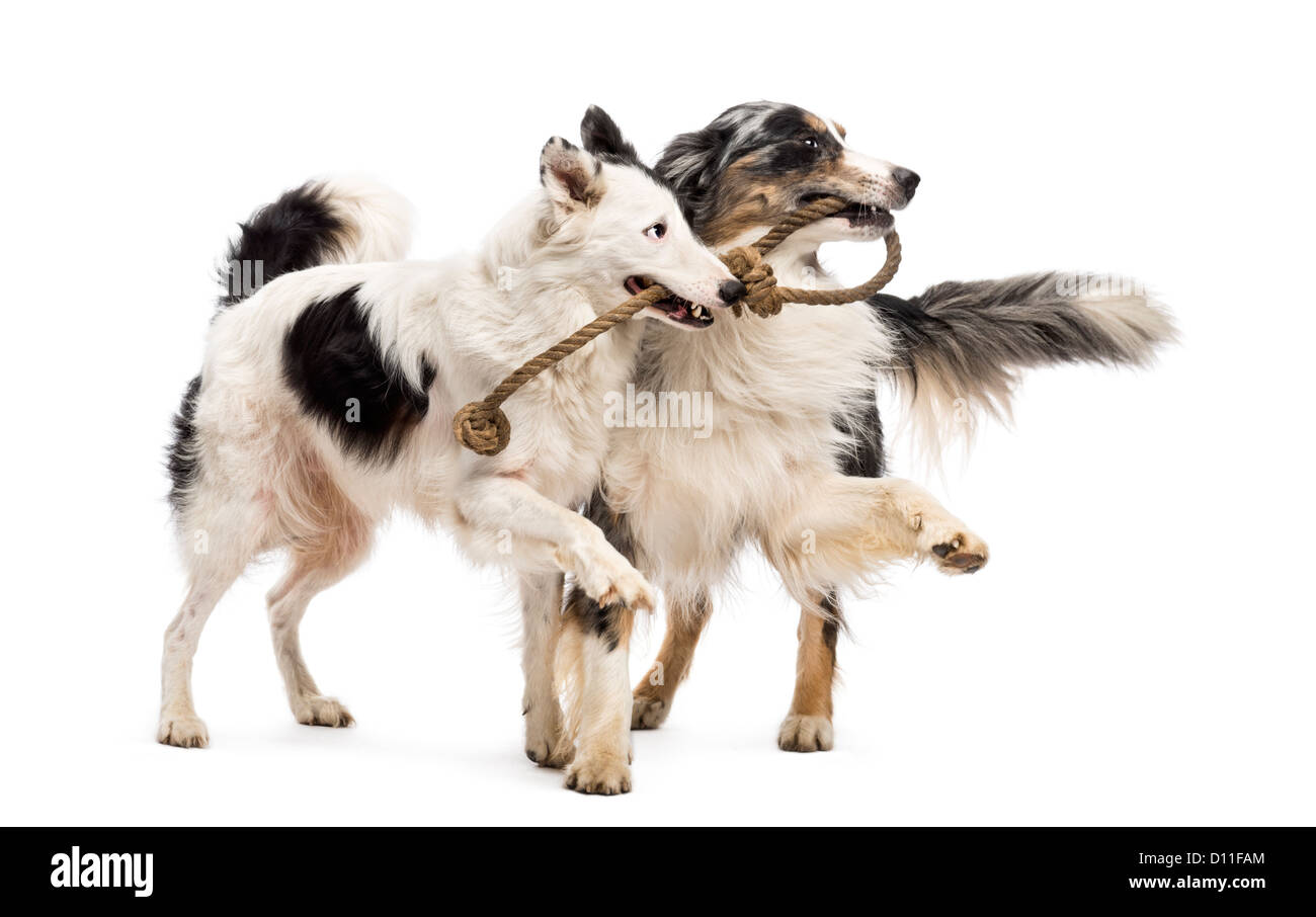 Border Collie und Australian Shepherd spielen mit einem Seil vor weißem Hintergrund Stockfoto