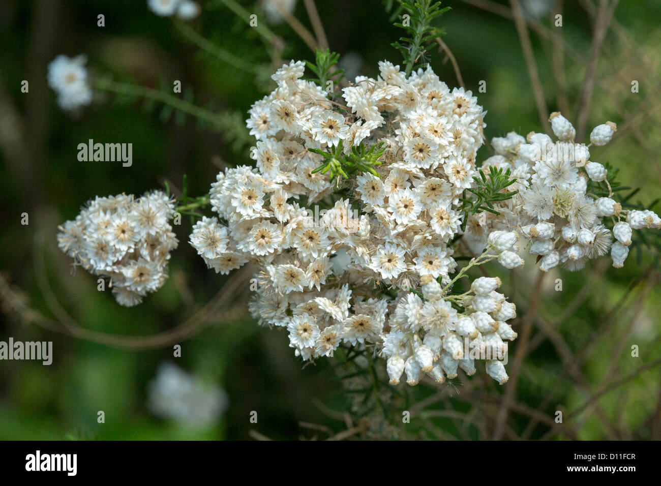 Ozothamnus Diosmifolia - Cluster von weißem Reis Blumen und australischen einheimischen Pflanzenarten beliebt bei Floristen Stockfoto