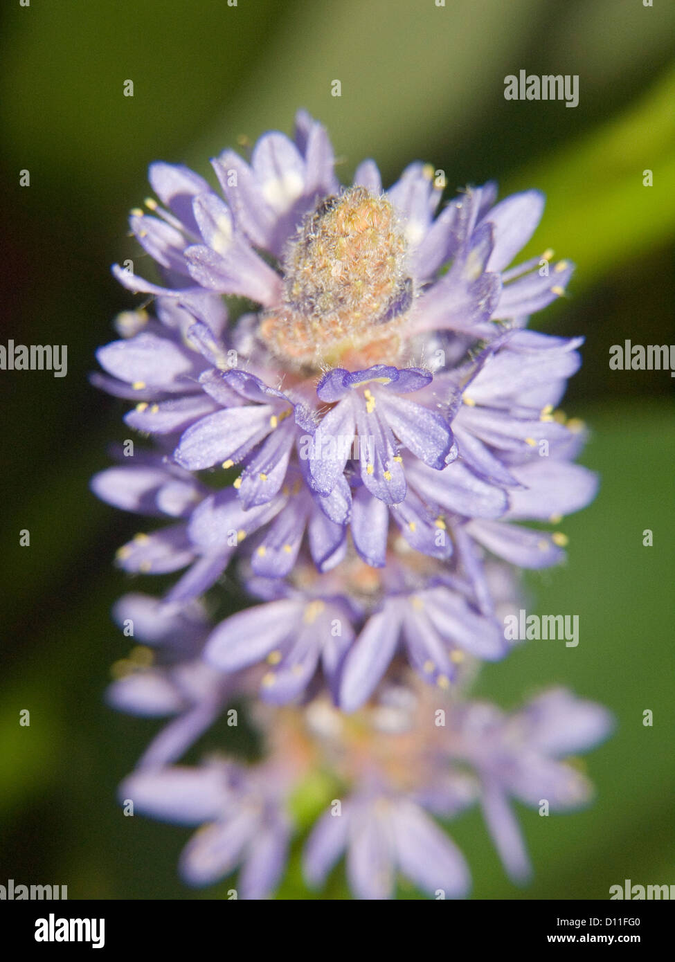 Blaue Blumen der Wasserpflanze - Pontederia Cordata - Hecht Unkraut, gegen einen dunkelgrünen Hintergrund Stockfoto