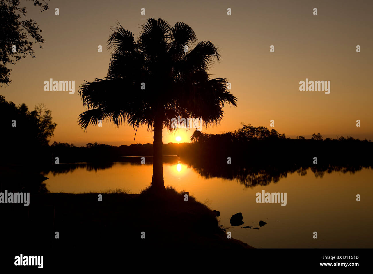 Sonnenuntergang mit Palme Silhouette gegen orangefarbenen Himmel und dem Myall River in der Nähe von Teegärten, Region der großen Seen, New South Wales Australien Stockfoto
