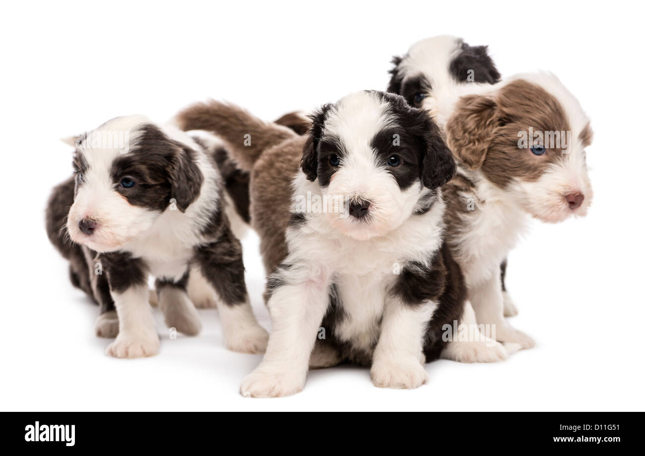 Bearded Collie Welpen, 6 Wochen alt, sitzt vor weißem Hintergrund Stockfoto