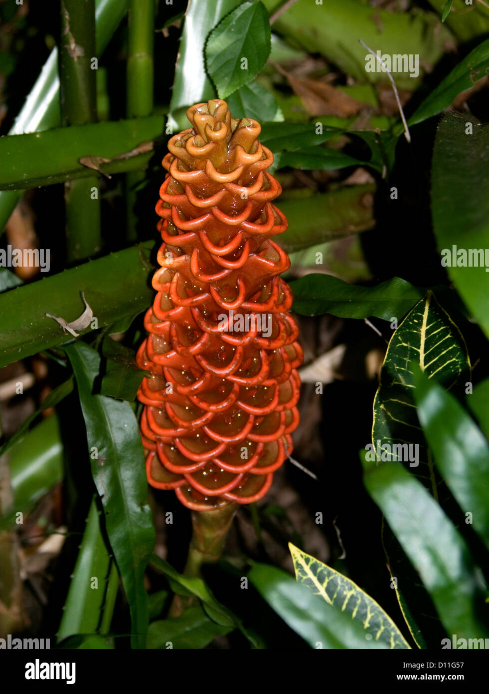 Red Tropical Ginger Flowers Leaves Stockfotos und bilder Kaufen Alamy