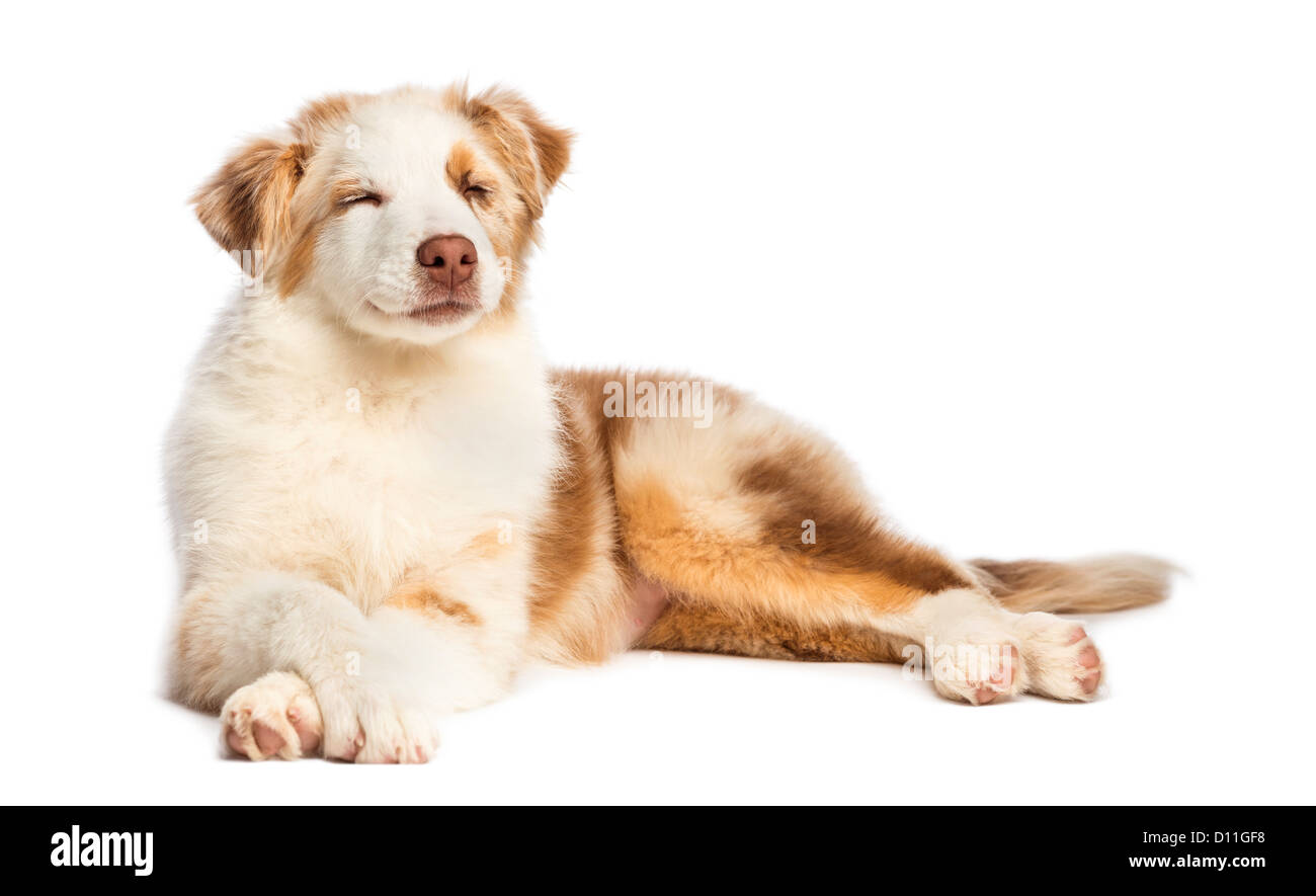 Australian Shepherd Welpen 3,5 Monate alt, liegend mit Augen geschlossen vor weißem Hintergrund Stockfoto
