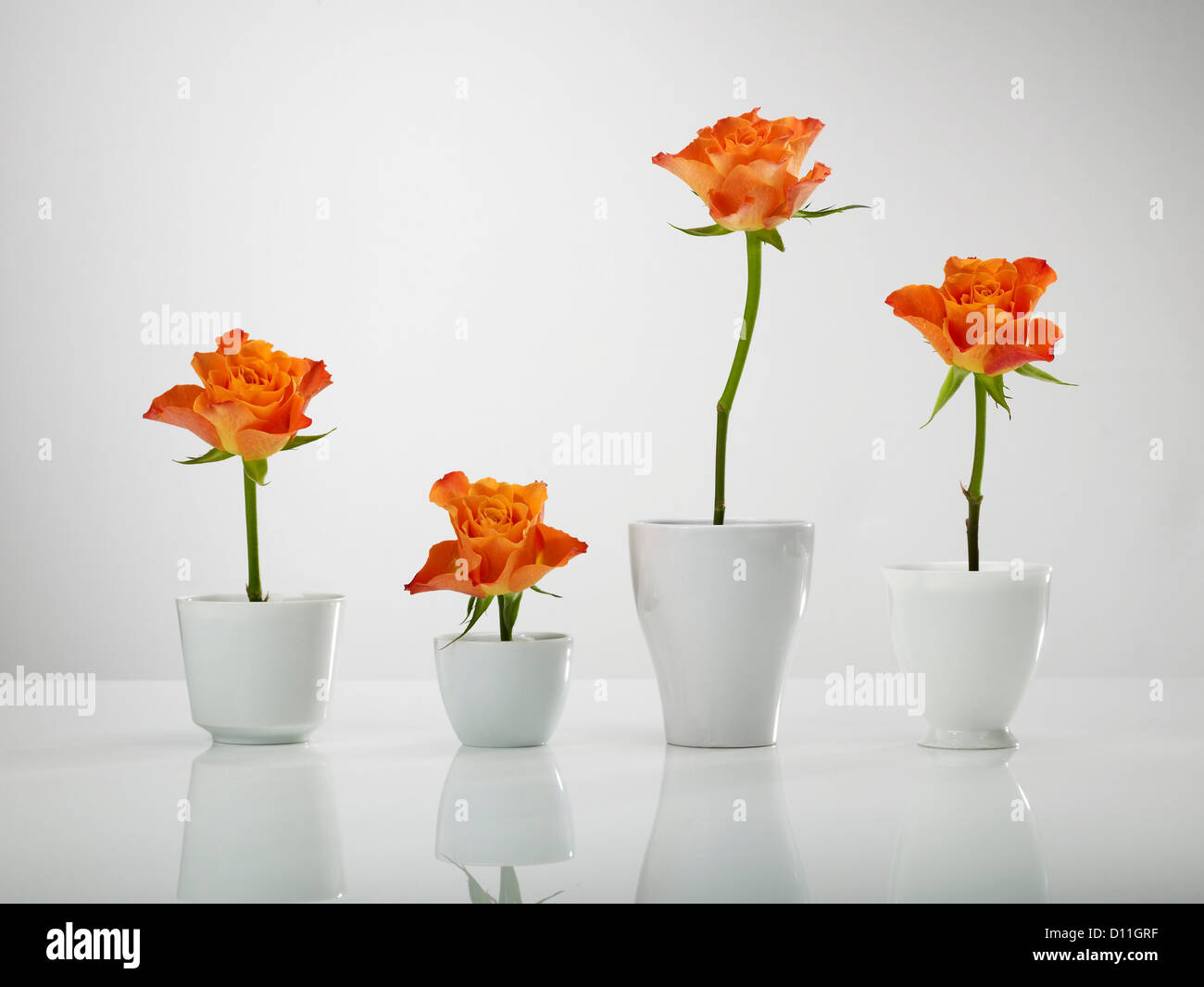 Diagramm aus Rosenblüten Vasen vor grauem Hintergrund gebaut Stockfoto