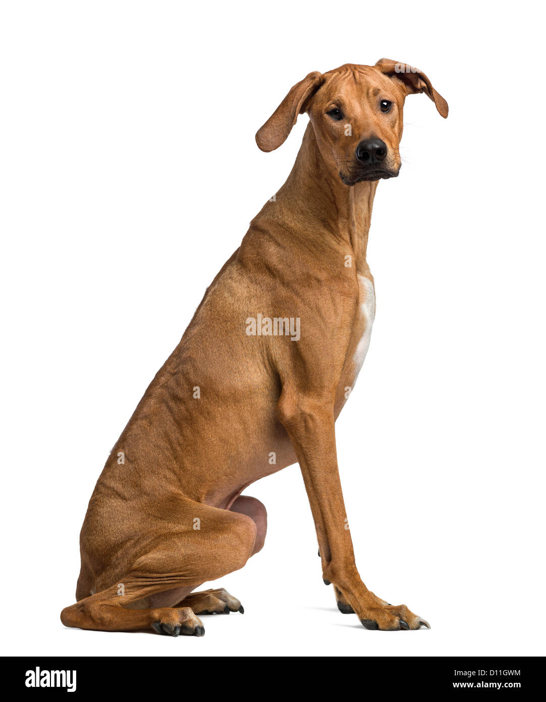 Sitting African Rhodesian Ridgeback Rhodesian ridgeback dog sitting on -Fotos und -Bildmaterial in hoher ...