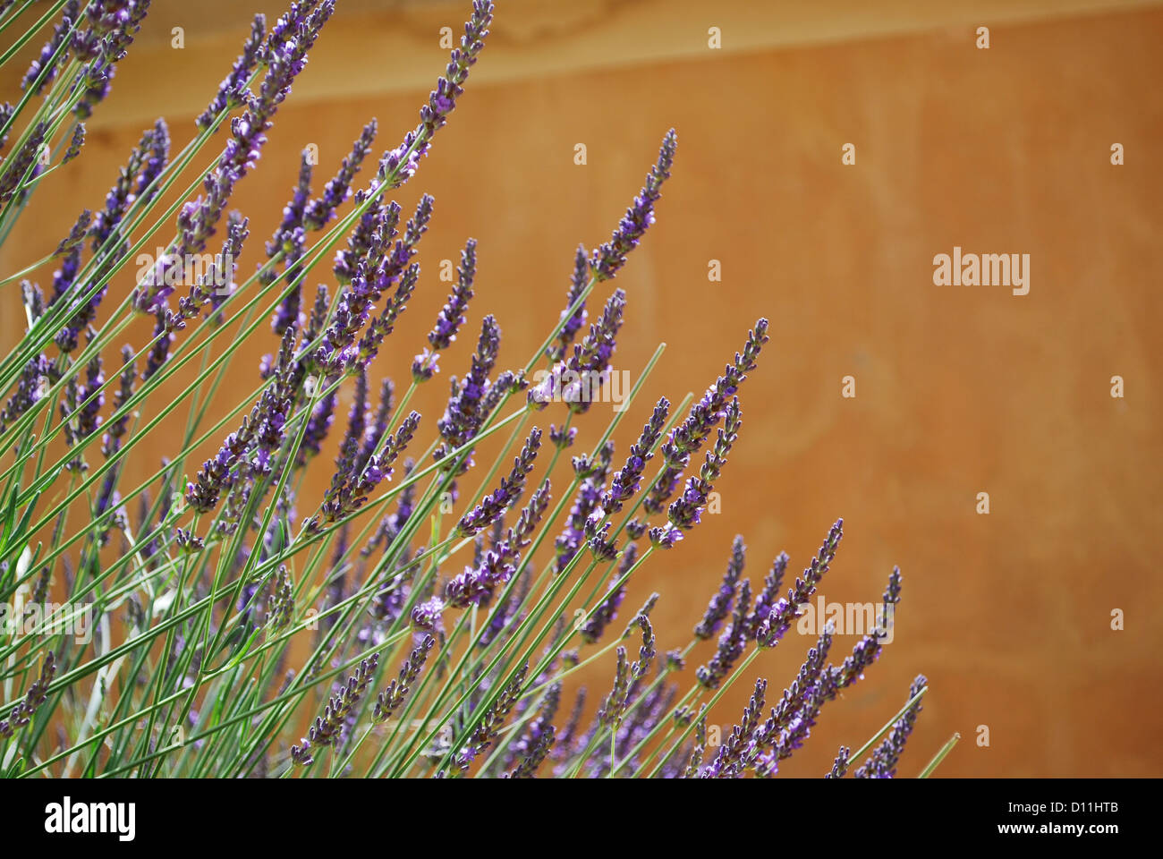 Lavendel Blumen blühen auf gelbe Wand Hintergrund, Roussillon, Provence, Frankreich Stockfoto