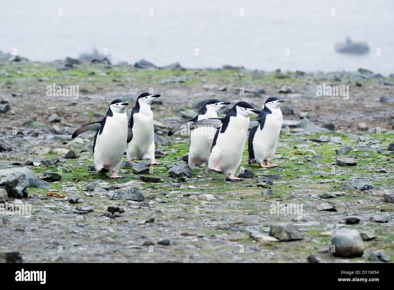Pinguine Zügelpinguinen (Pygoscelis Antarcticus); Antarktis Stockfoto