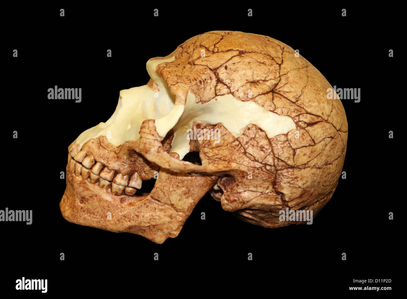 Seite Ansicht des Homo sapiens Schädel Skhul 5 Stockfoto