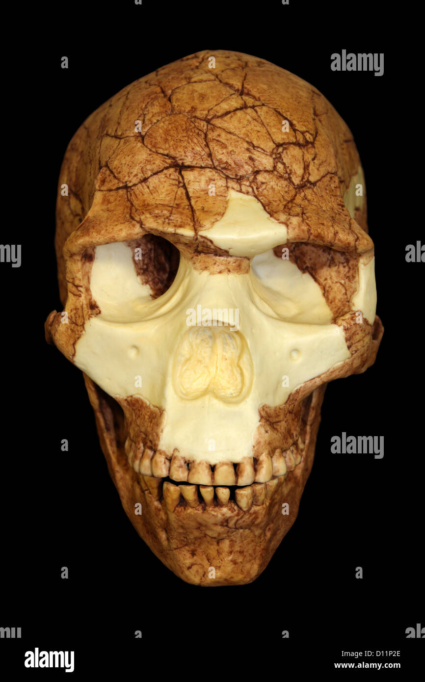 Vordere Ansicht des Homo Sapiens Schädel Skhul 5 Stockfoto