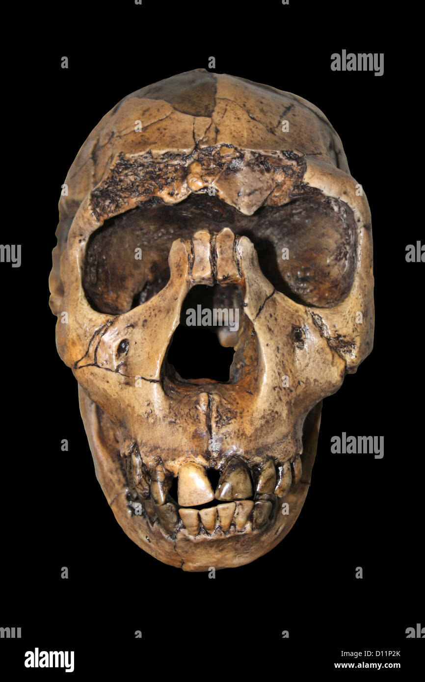 Vordere Ansicht des Homo Ergaster Nariokotome Boy Stockfoto