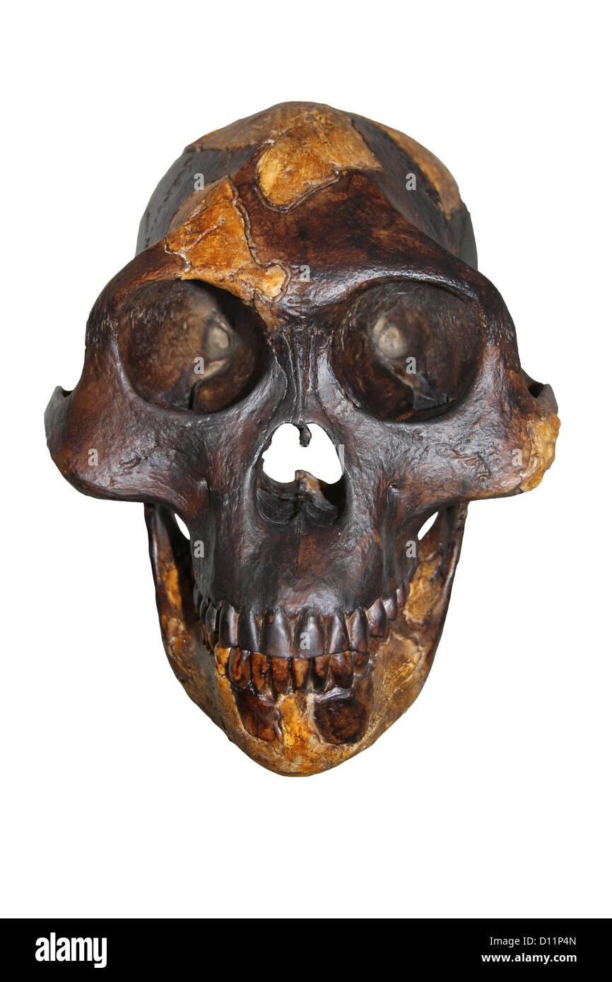 "Lucy" Australopithecus Afarensis Stockfoto