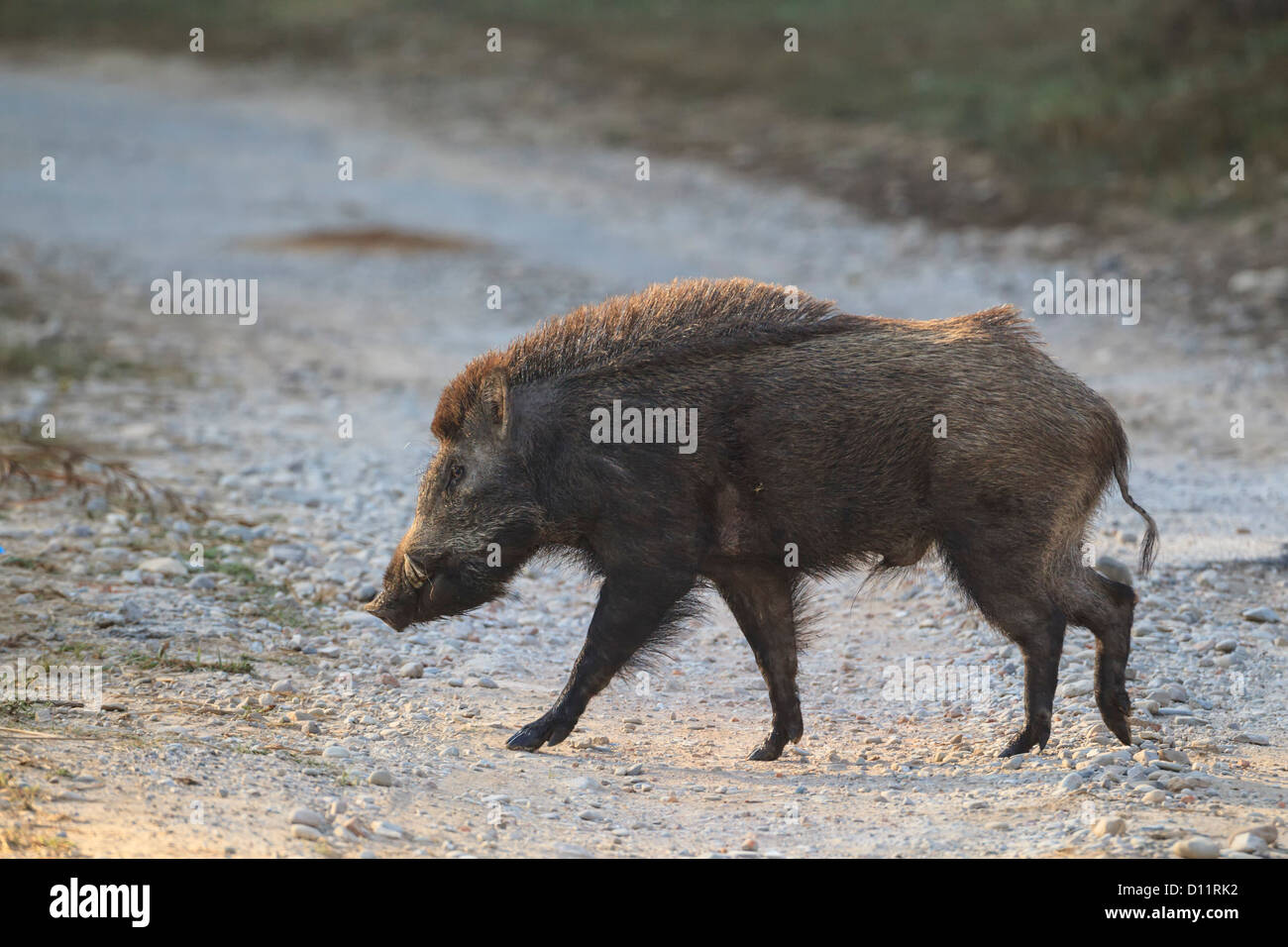 Indien, Uttarakhand, Wildschwein im Jim Corbett National Park Stockfoto