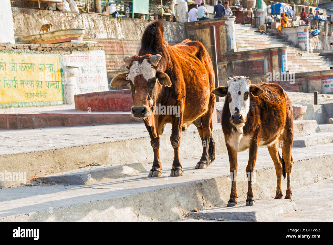 Indien, Uttarakhand, heilige Kühe in Rishikesh Stockfoto
