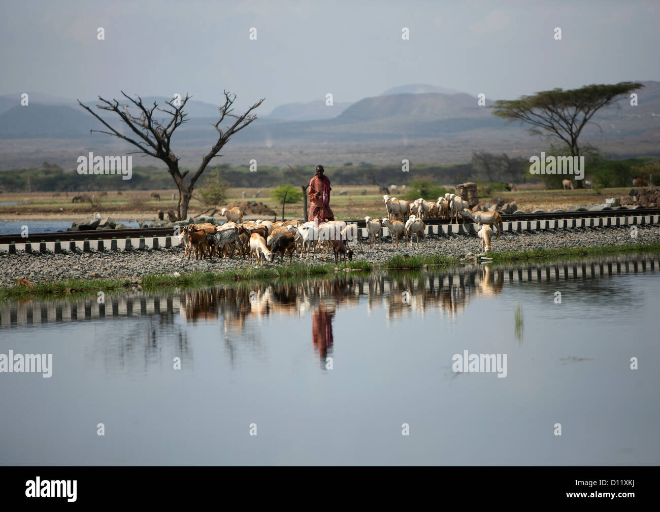 Mann, die Durchführung von Vieh entlang der Bahnstrecke am See Basaka, Metehara, Äthiopien Stockfoto
