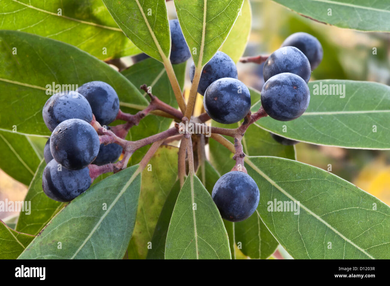 Zweig, reifen Samen der Red Bay Tree "Laurus Borbonia". Stockfoto