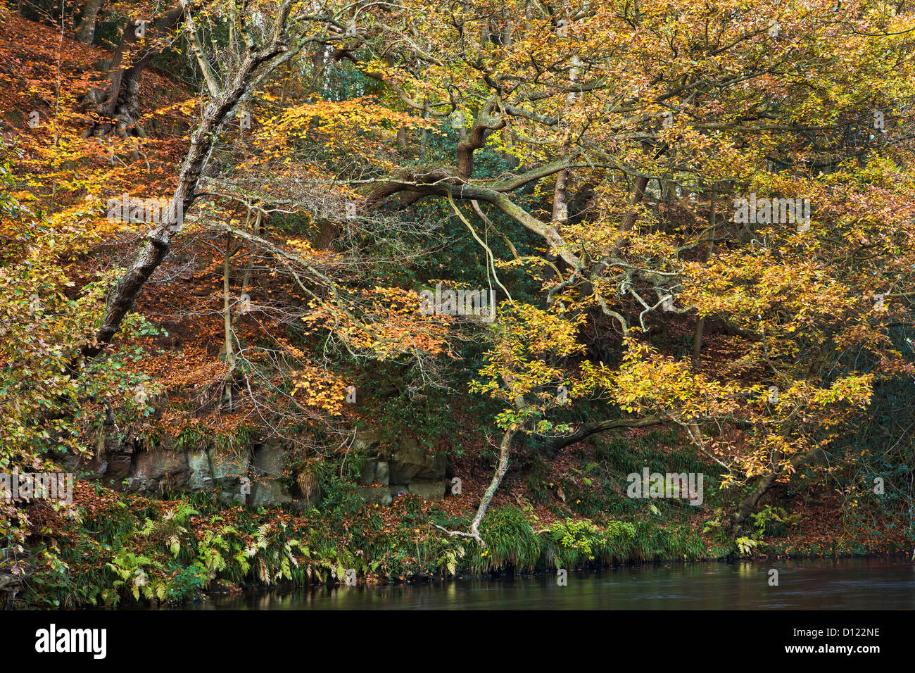 Bäume entlang eines Flusses In Herbstfarben In Nidd Schlucht; Nidderdale Yorkshire England Stockfoto