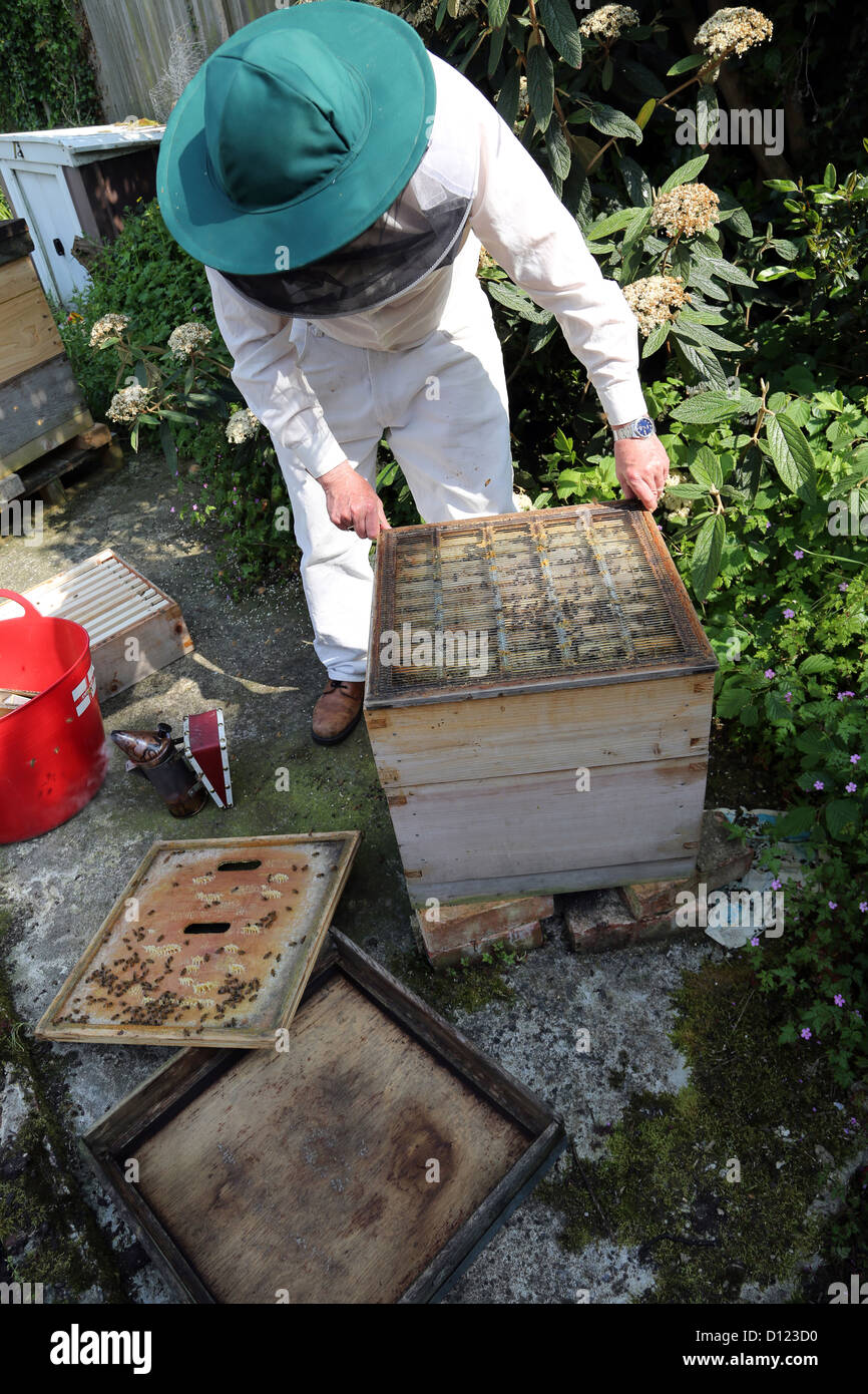 A eine Königin Excluder Inverkehrbringen Imker Hive Surrey England Stockfoto