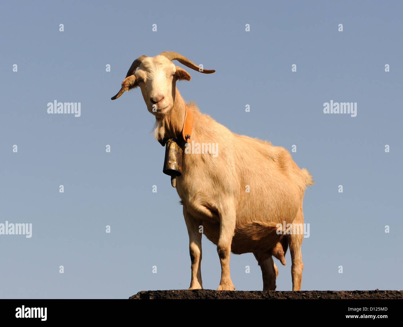 Eine weibliche Ziege mit einer Glocke ein Halsband. Asturien, Spanien  Stockfotografie - Alamy