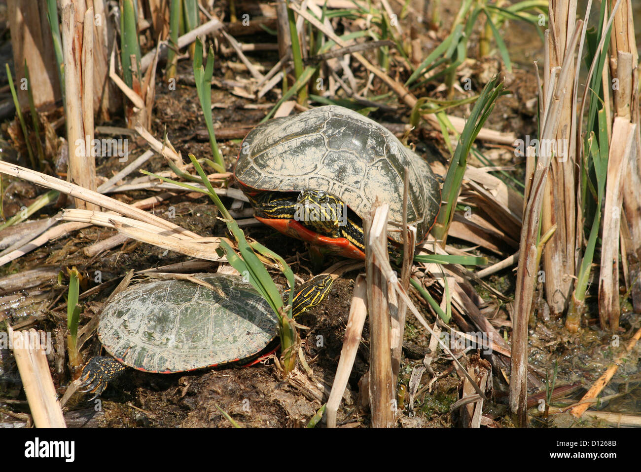 Ein paar Western gemalt Schildkröten sitzen auf einer flachen Schlamm in einem Sumpf Erwärmung in der Sonne im Frühling in Winnipeg, Manitoba, Kanada Stockfoto