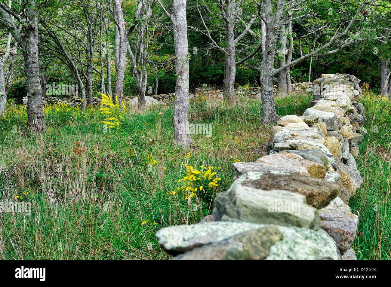 Feld und Stone Fence, Chilmark, Martha's Vineyard, Massachusetts, USA Stockfoto