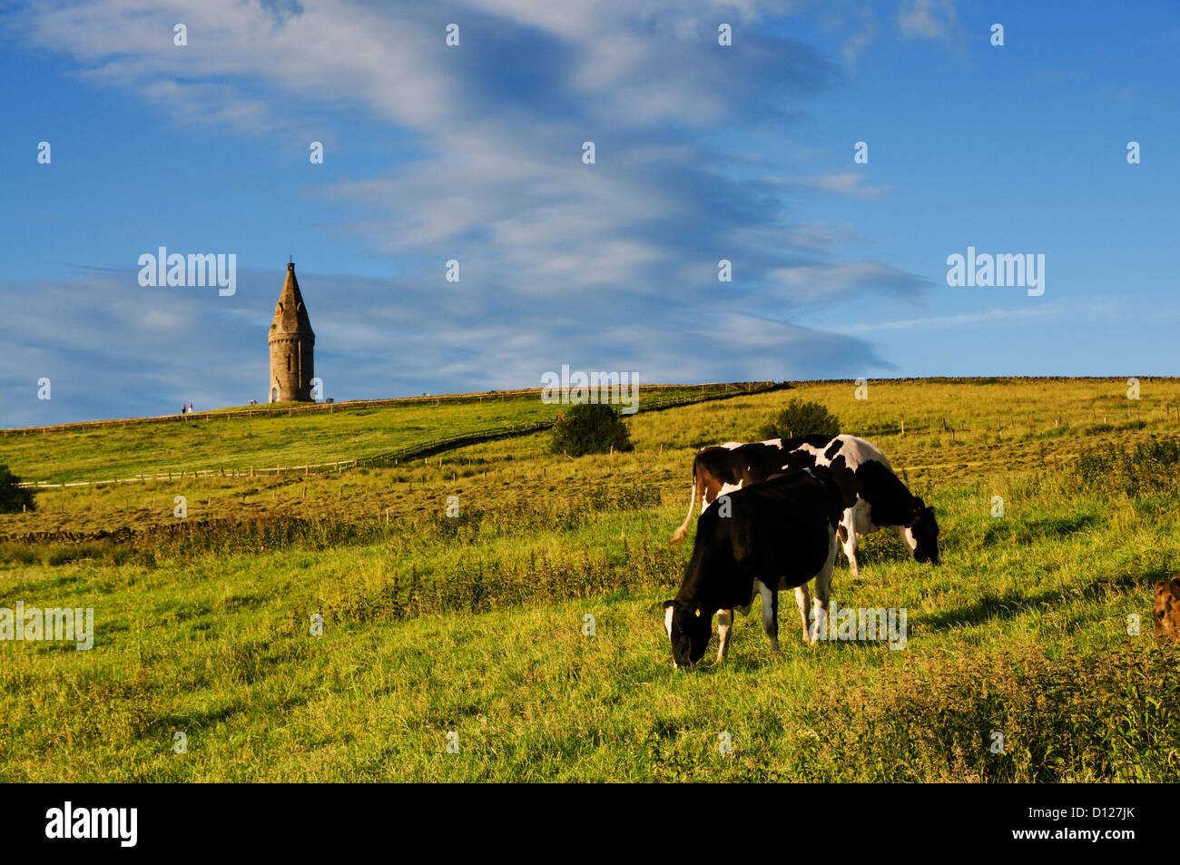 Vieh bei Hartshead einen landschaftlich schöner Platz mit tollen Blick auf Manchester, England. Stockfoto