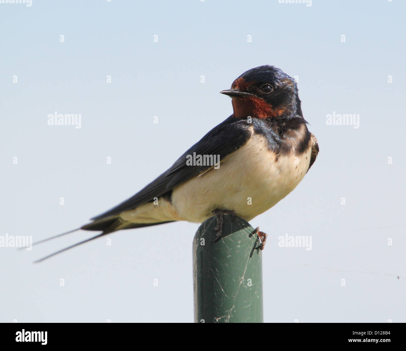 Nahaufnahme der Rauchschwalbe im Profil posiert auf einem Hochsitz Stockfoto