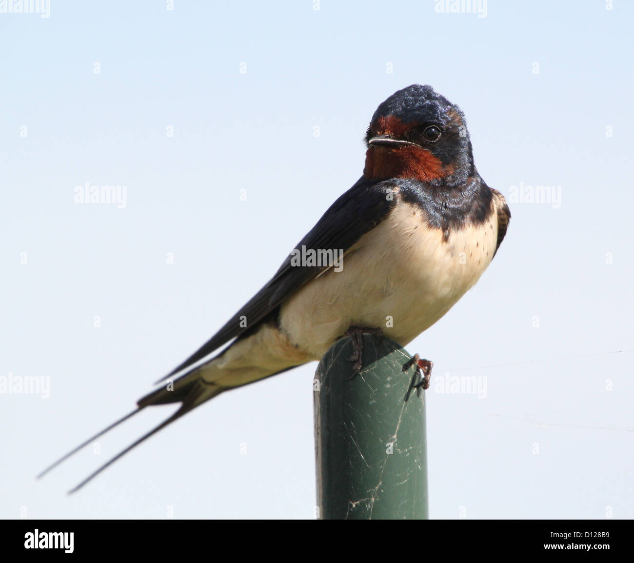 Nahaufnahme der Rauchschwalbe im Profil posiert auf einem Hochsitz Stockfoto