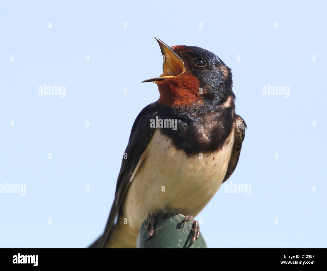 Extreme Nahaufnahme von einer Rauchschwalbe singen beim posieren auf einem Hochsitz Stockfoto