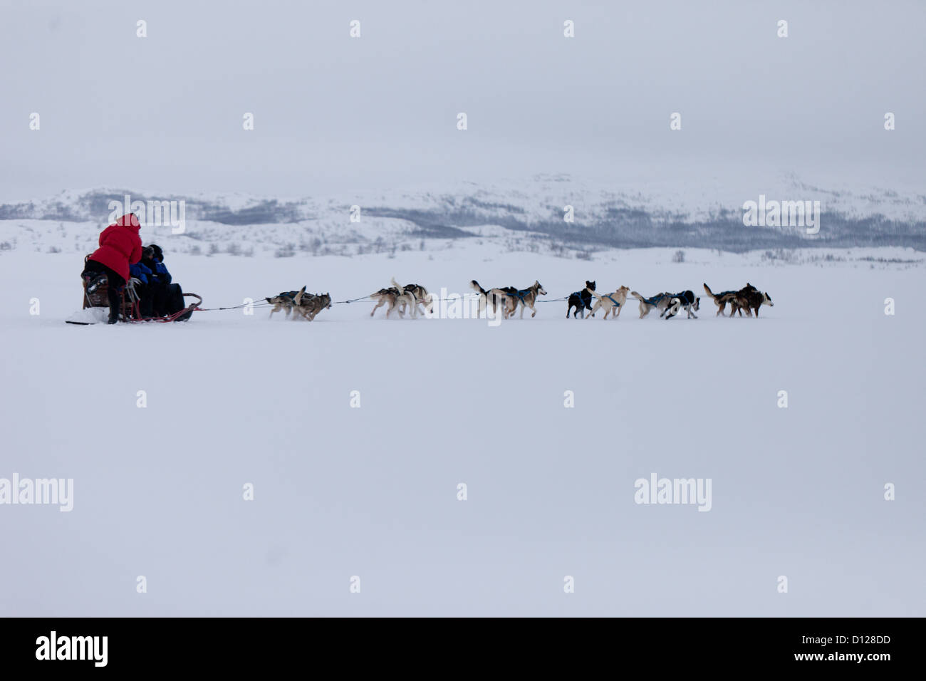 Ein hochauflösendes Bild von einem husky Schlittenhunde-Team racing Stockfoto