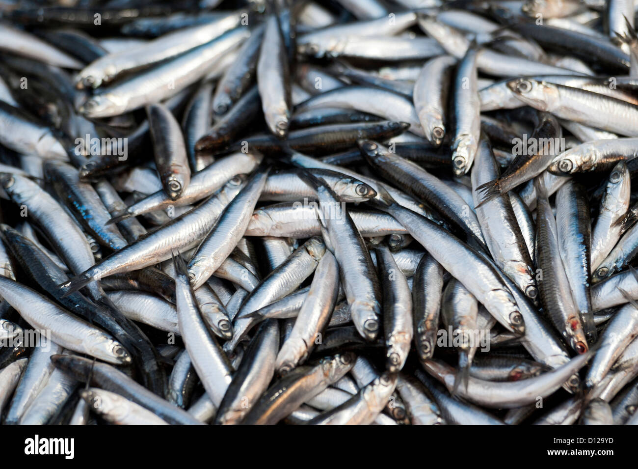 Kleine Fische In einem Haufen; Istanbul-Türkei Stockfoto