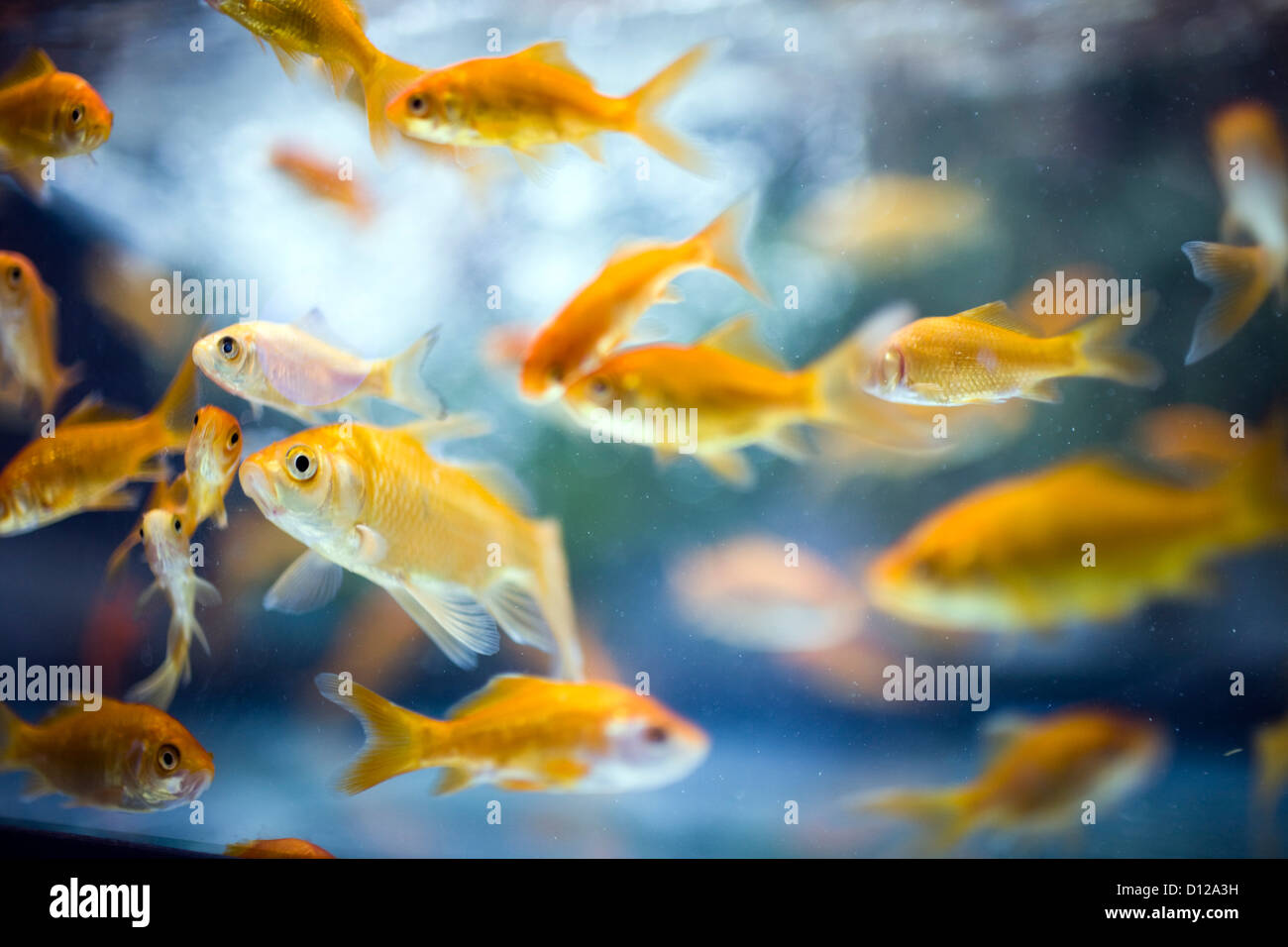Sevilla, Spanien, Gold Fische in einem aquarium Stockfoto