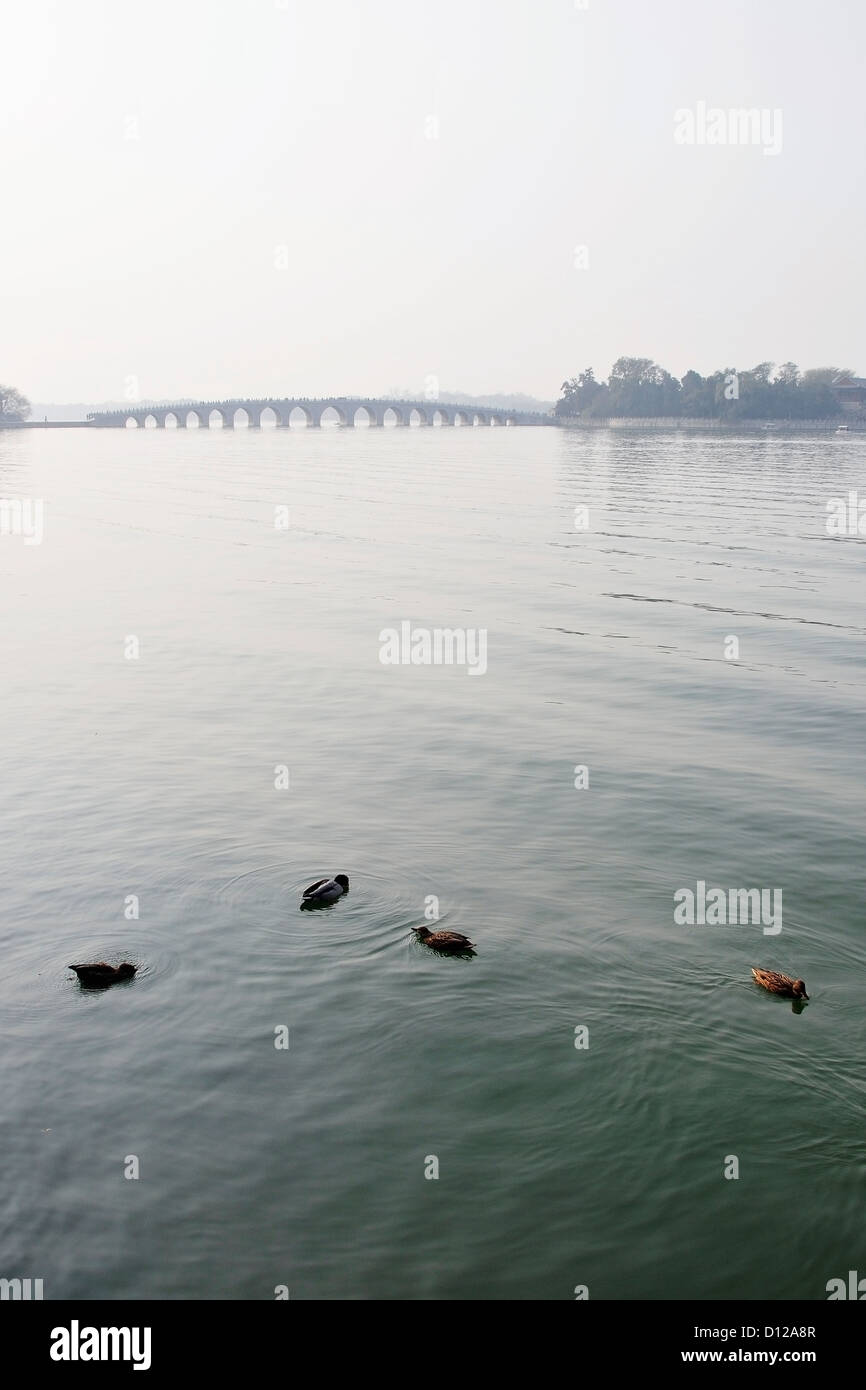 Enten im Wasser mit einer Brücke In der Ferne; Peking China Stockfoto